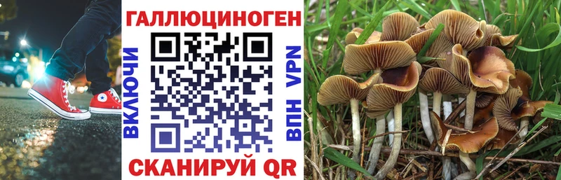 Галлюциногенные грибы Cubensis  купить  сайты  Новый Оскол 